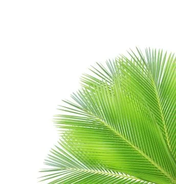 Palm leaf isolated on white background Stock Photos