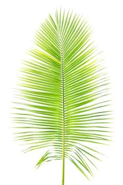 Palm leaf isolated on white background Stockfoto's