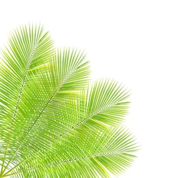 Palm leaf isolated on white background Stock Photos