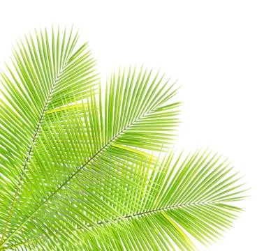 Palm leaf isolated on white background Stock Photos