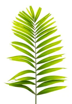 Palm leaf isolated on white background Foto stock