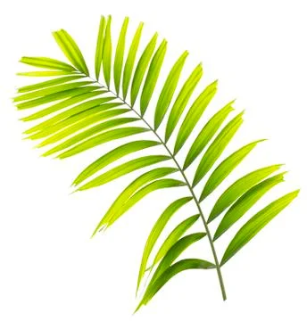 Palm leaf isolated on white background Stock Photos