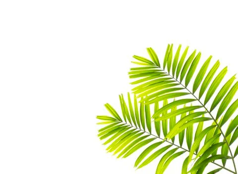 Palm leaf isolated on white background Stock Photos
