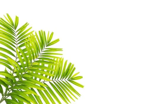 Palm leaf isolated on white background Stock-Fotos