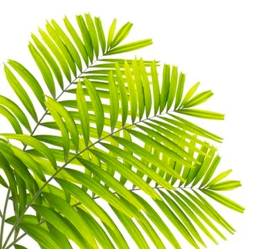 Palm leaf isolated on white background Foto stock