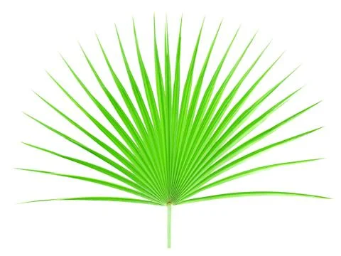 Palm leaf isolated on white background Stock Photos