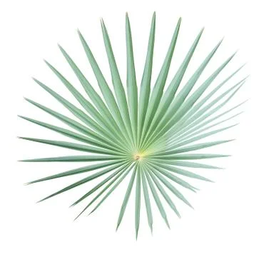 Palm leaf isolated on white background Foto stock