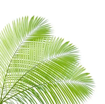 Palm leaf isolated on white background Stock-Fotos