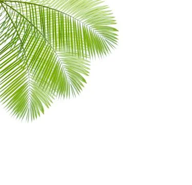 Palm leaf isolated on white background Stock Photos