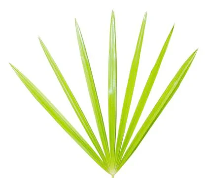 Palm leaf isolated on white background Stock Photos