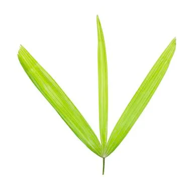 Palm leaf isolated on white background Stock Photos
