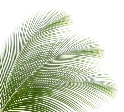 Palm leaf isolated on white background Foto stock