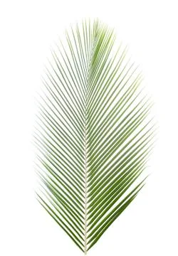 Palm leaf isolated on white background Stock Photos