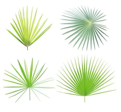 Palm leaf isolated on white background Stock Photos