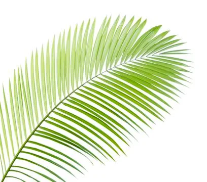 Palm leaf isolated on white background Stock Photos