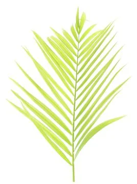 Palm leaf isolated on white background Stock Photos