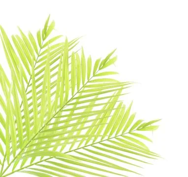 Palm leaf isolated on white background Stock Photos