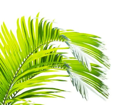 Palm leaf isolated on white background Stock Photos