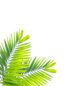 Palm leaf isolated on white background Foto stock