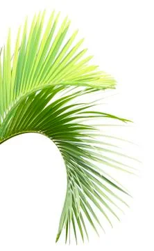 Palm leaf isolated on white background Stock Photos