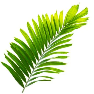 Palm leaf isolated on white background Stock Photos