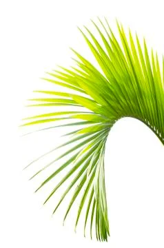 Palm leaf isolated on white background Stock Photos