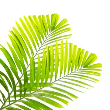 Palm leaf isolated on white background Stock Photos