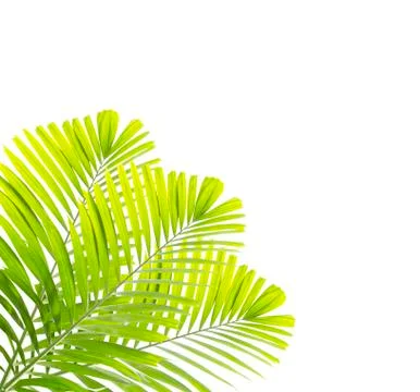 Palm leaf isolated on white background Stock Photos