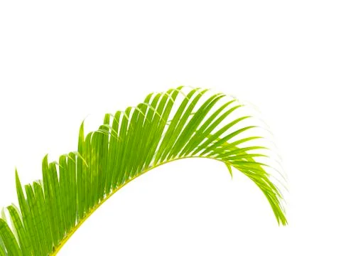 Palm leaf isolated on white background Stock Photos