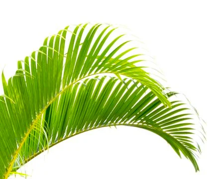 Palm leaf isolated on white background Stock Photos