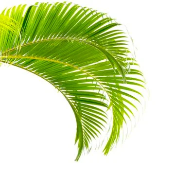 Palm leaf isolated on white background Stock Photos