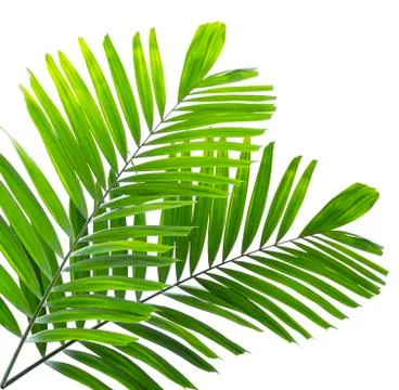 Palm leaf isolated on white background Stock Photos