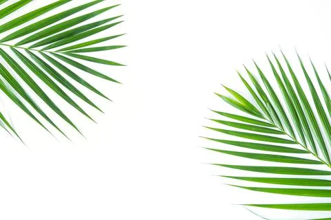 Palm leaf isolated on white background with clipping path. Stock Photos
