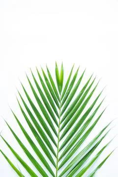 Palm leaf isolated on white background with clipping path. Stock Photos