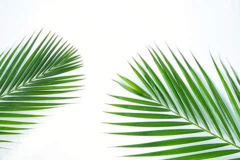 Palm leaf isolated on white background with clipping path. Stock Photos