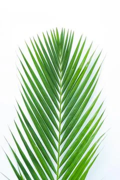 Palm leaf isolated on white background with clipping path. Stock Photos