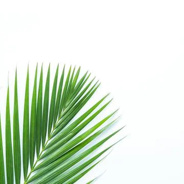 Palm leaf isolated on white background with clipping path. Stock Photos