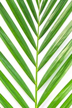 Palm leaf isolated on white background with clipping path. Stock Photos