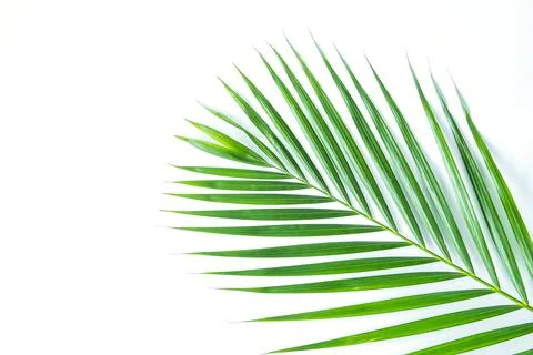 Palm leaf isolated on white background with clipping path. Stock Photos