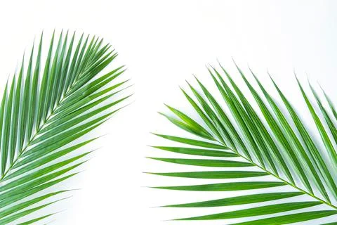 Palm leaf isolated on white background with clipping path. Stock Photos
