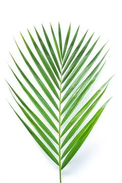 Palm leaf isolated on white background with clipping path. Stock Photos