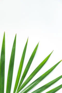 Palm leaf isolated on white background with clipping path. Stock Photos