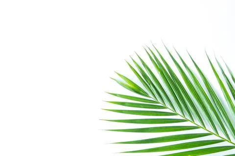 Palm leaf isolated on white background with clipping path. Foto stock