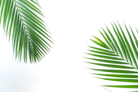 Palm leaf isolated on white background with clipping path. Stock Photos