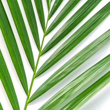 Palm leaf isolated on white background with clipping path. Stock Photos