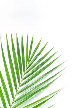Palm leaf isolated on white background with clipping path. Stock Photos