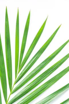 Palm leaf isolated on white background with clipping path. Stock Photos