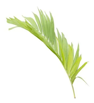 Palm leaf isolated on white background Stock Photos