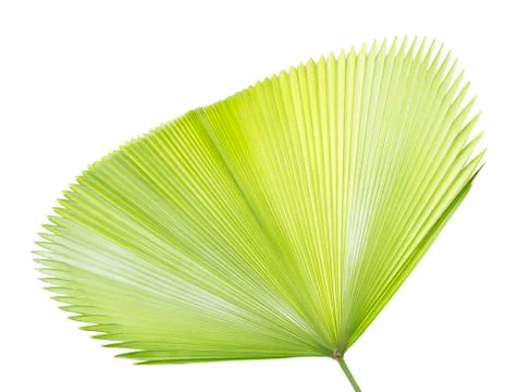 Palm leaf isolated on white Stock Photos