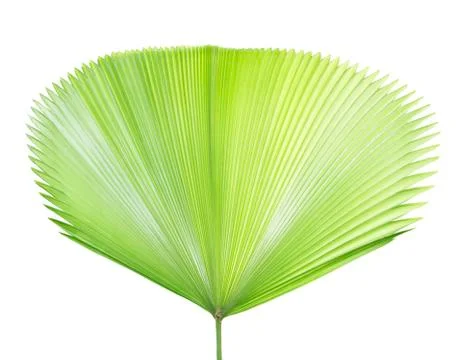 Palm leaf isolated on white Stock Photos